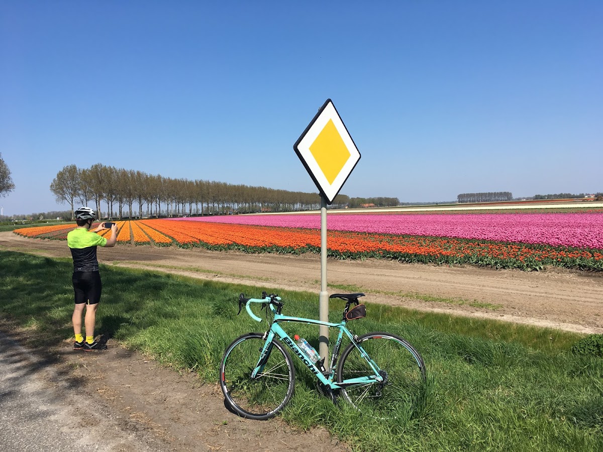 Nicest tulip field in the world (according to
 Timea)